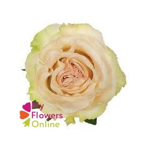 R Gr Dynamic White 50cm EC