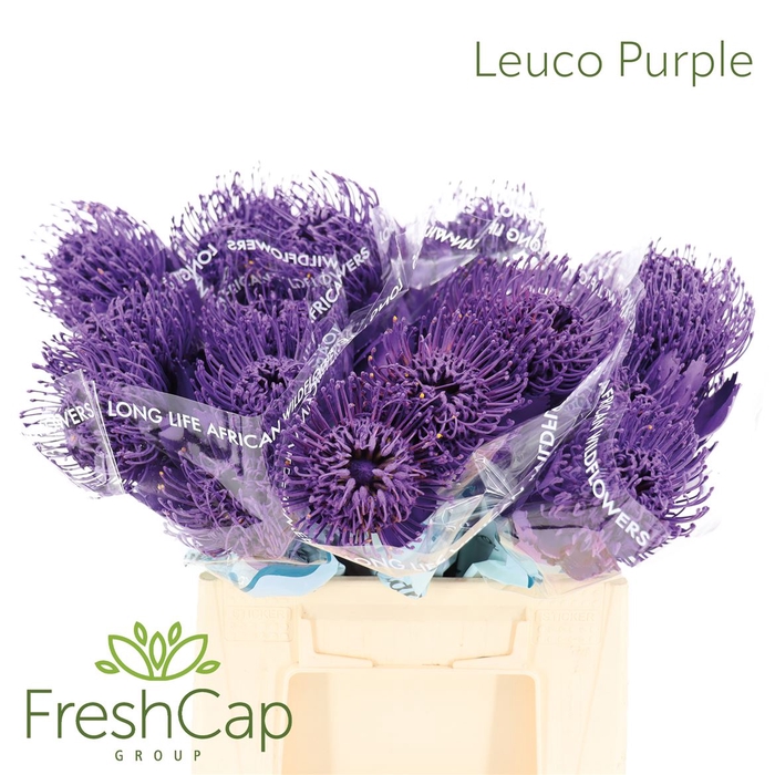 <h4>Leuco (klbh) Aubergine</h4>