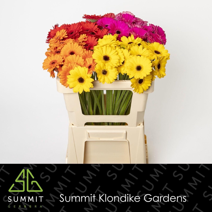 <h4>GE MI MIXED 4 COLOUR ON WATER 996 Water</h4>