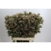 Leucadendron Ayoba Star Pearl