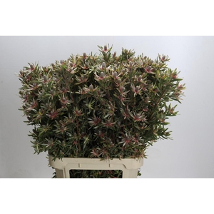 Leucadendron Ayoba Star Pearl