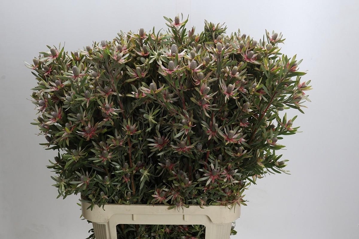<h4>Leucadendron Ayoba Star Pearl</h4>