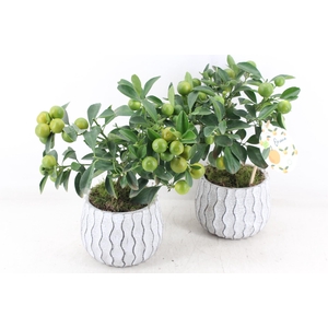 arr3 SN - Ker. pot squigle Citrus x6