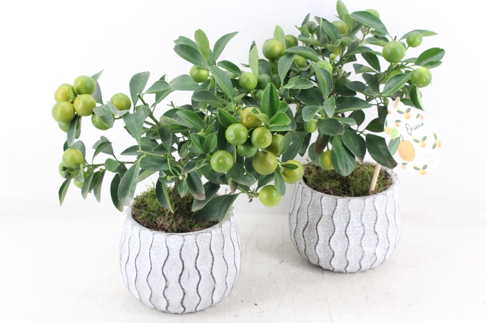 <h4>arr3 SN - Ker. pot squigle Citrus x6</h4>