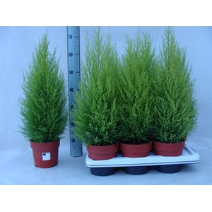 Cupressus macro. 'Goldcrest Wilma'