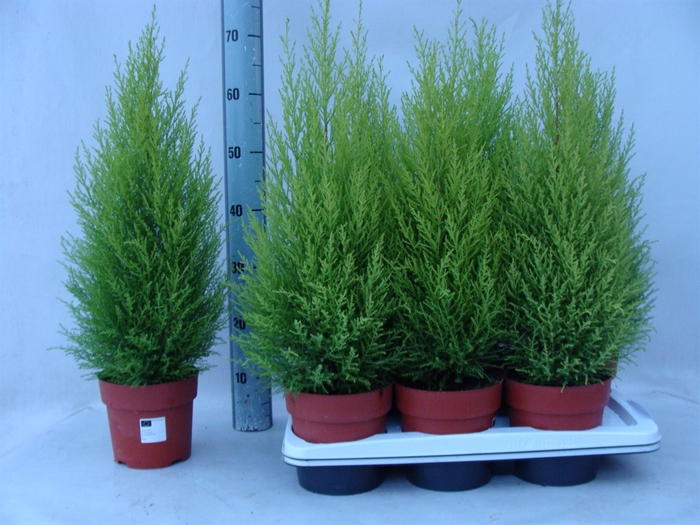 <h4>Cupressus macro. 'Goldcrest Wilma'</h4>