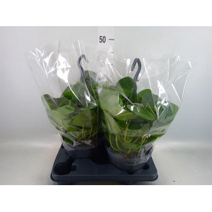Pilea peperomioides