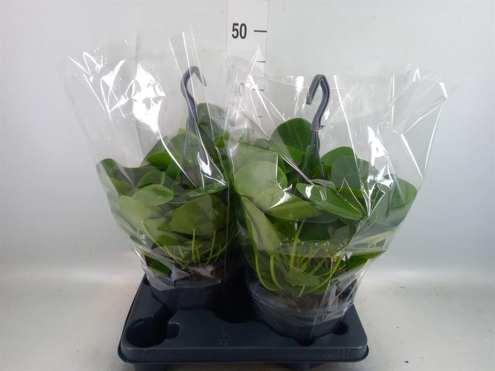 <h4>Pilea peperomioides</h4>
