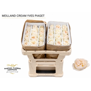 Rosa Meilland Cream Yves Piaget