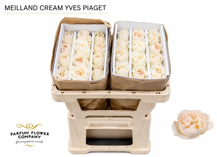 <h4>Rosa Meilland Cream Yves Piaget</h4>