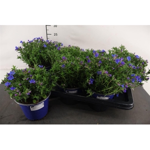 Glando Diffusa 14 Cm. Pot