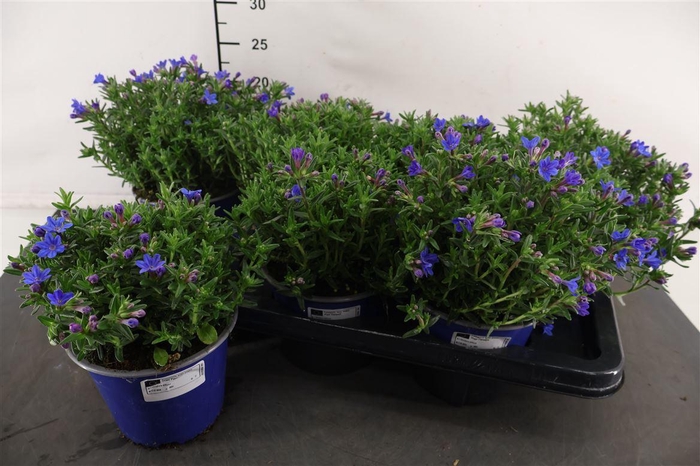 <h4>Glando Diffusa 14 Cm. Pot</h4>