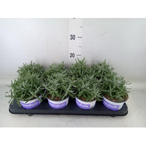 Lavandula angus. 'Hidcote'