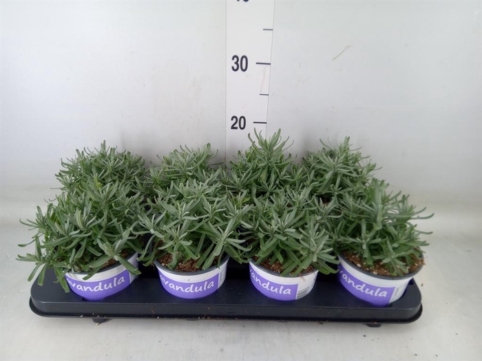 <h4>Lavandula angus. 'Hidcote'</h4>