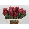 Protea Sharon