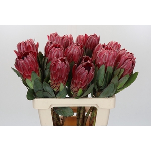 Protea Sharon