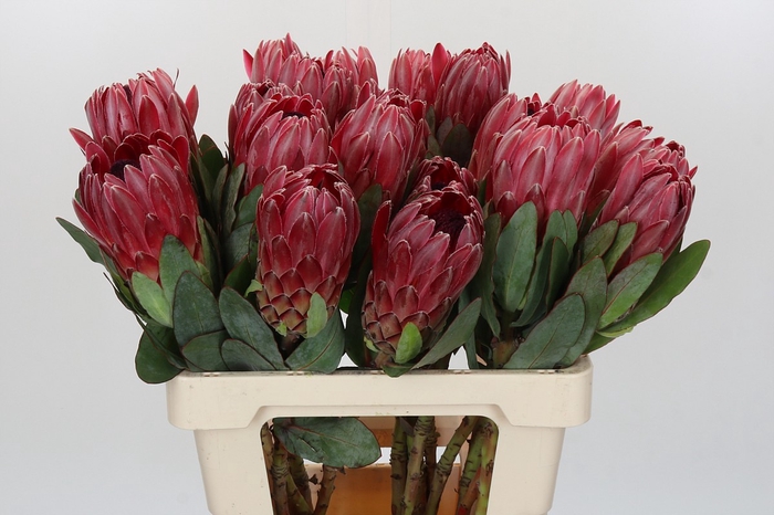 <h4>Protea Sharon</h4>