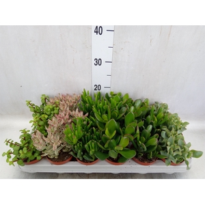 Crassula   ...mix