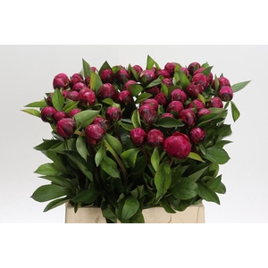 Paeonia Red Sarah Bernhardt