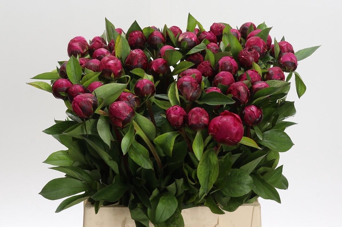 <h4>Paeonia Red Sarah</h4>