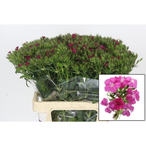 DI BARB AM NEON CHER