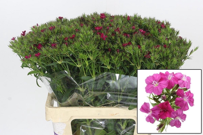 <h4>DI BARB AM NEON CHER</h4>