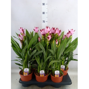 Curcuma   ...