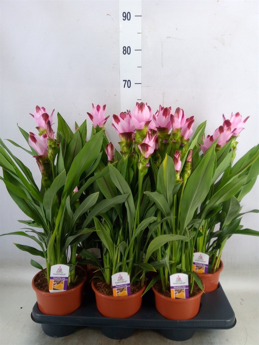 <h4>Curcuma   ...</h4>