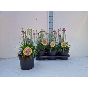 ARME MAR ARMADA ROSE