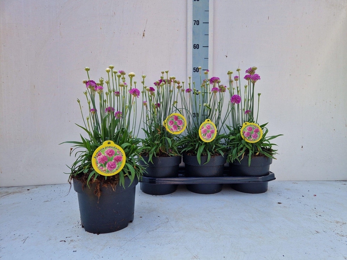 <h4>ARME MAR ARMADA ROSE</h4>