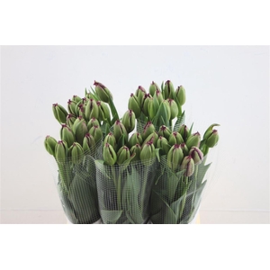 Tu Fr Fr Gorilla 55cm