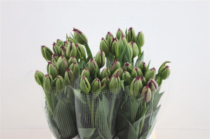 <h4>Tu Fr Fr Gorilla 55cm</h4>