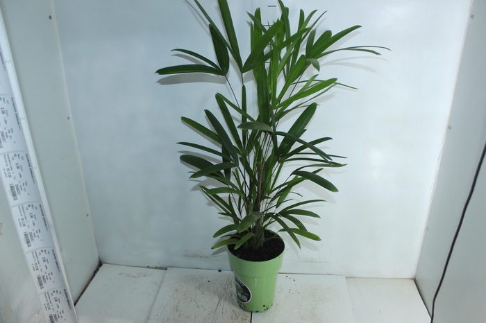 <h4>PALMEIRA RAPHIS P17</h4>