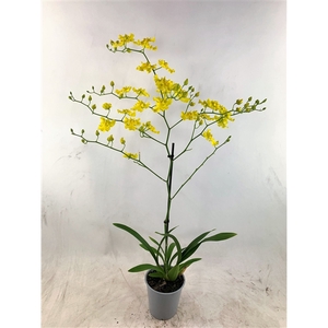 Oncidium Yellow Hart 2-tak