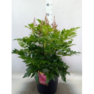 Astilbe japonica 'Henry Noblett'