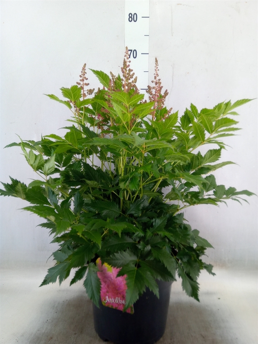 <h4>Astilbe japonica 'Henry Noblett'</h4>