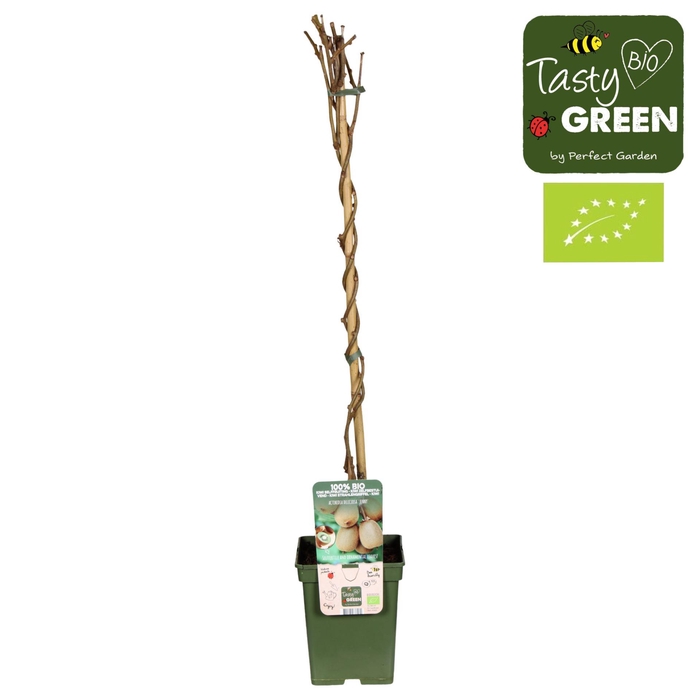 <h4>Actinidia deliciosa Jenny</h4>