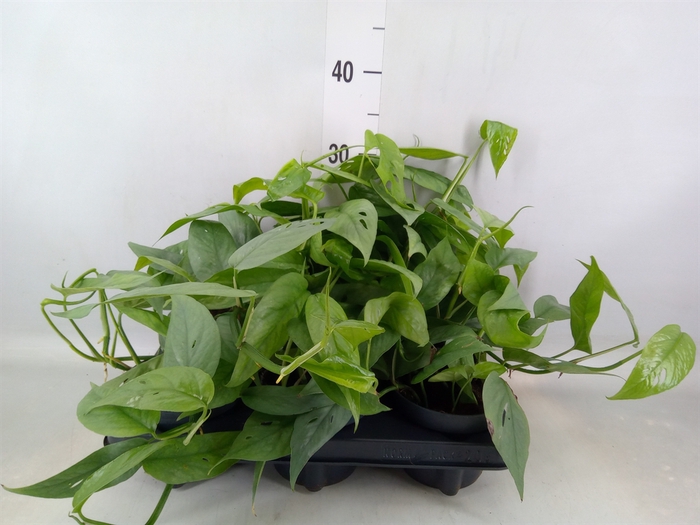 <h4>Epipremnum pinn. 'Cebu Blue'</h4>