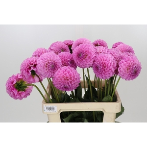 Dahlia Sweet Fabienne