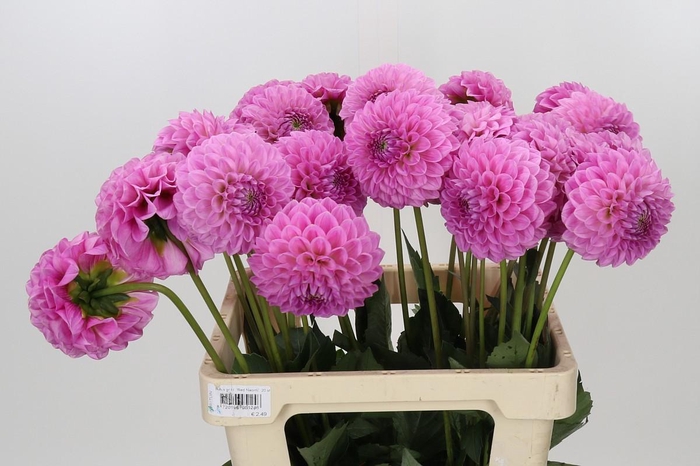 <h4>Dahlia Sweet Fabienne</h4>