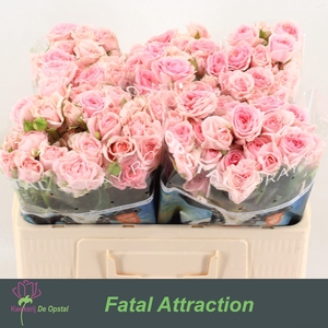 R tr Fatal Attraction