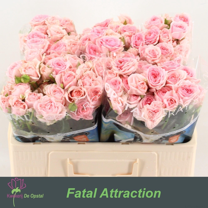 <h4>R TR RLM FATAL ATTRA</h4>