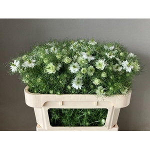 NIGE D POWER WHITE 2