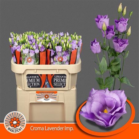 EUS G CROMA LAVENDER