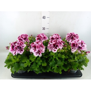 Pelargonium gran.   ..