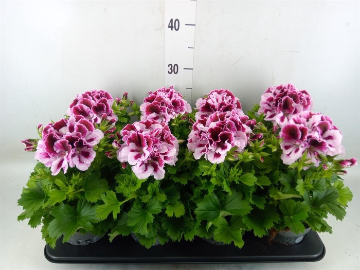 <h4>Pelargonium gran.   ..</h4>