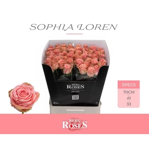 Rosa large sophia loren