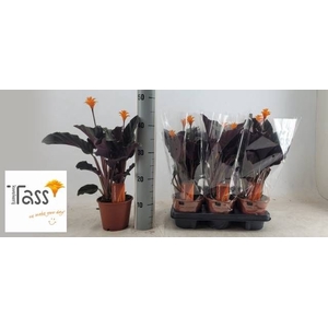 CALAT CROCATA
