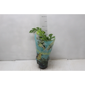 PHILODENDRON MINIMA P15