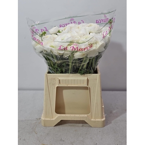 RAN CLONI EXTRA WHITE